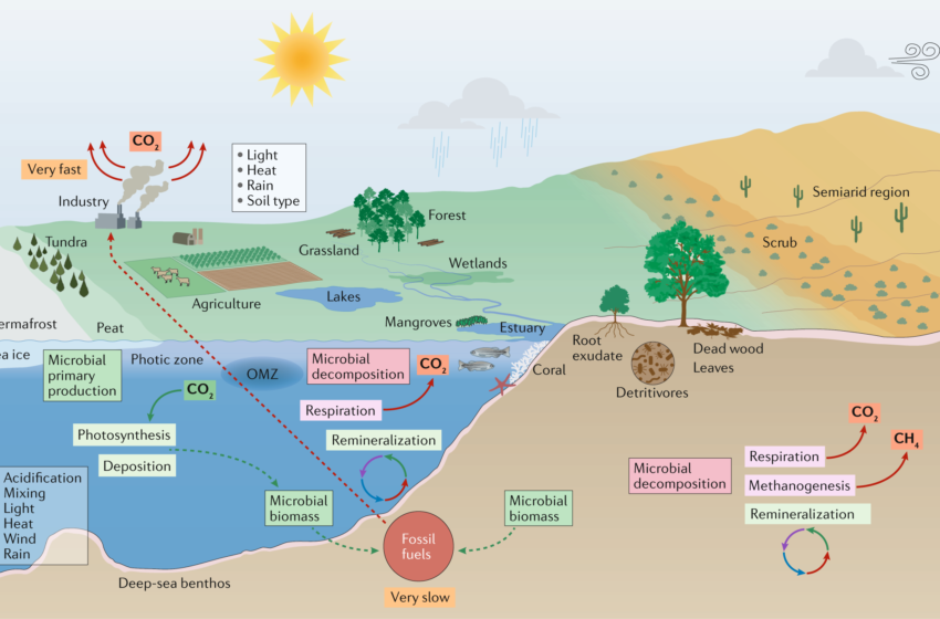  Recent Microbiome Discoveries Change Our View of Life on Earth